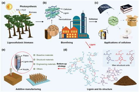  Lignin: Avantajlı Bir Biyokütle Kaynağı ve Yenilenebilir Plastik Üretiminde Devrim Niteliğinde Bir Unsur!